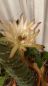 Preview: Cereus forbesii cv. Spiralis